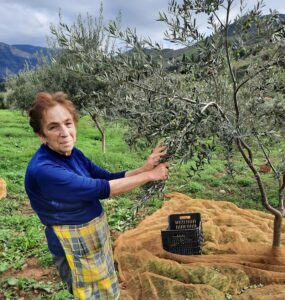Mamma Marianna raccolta olive da tradizione
